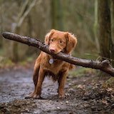 cachorrinho na floresta